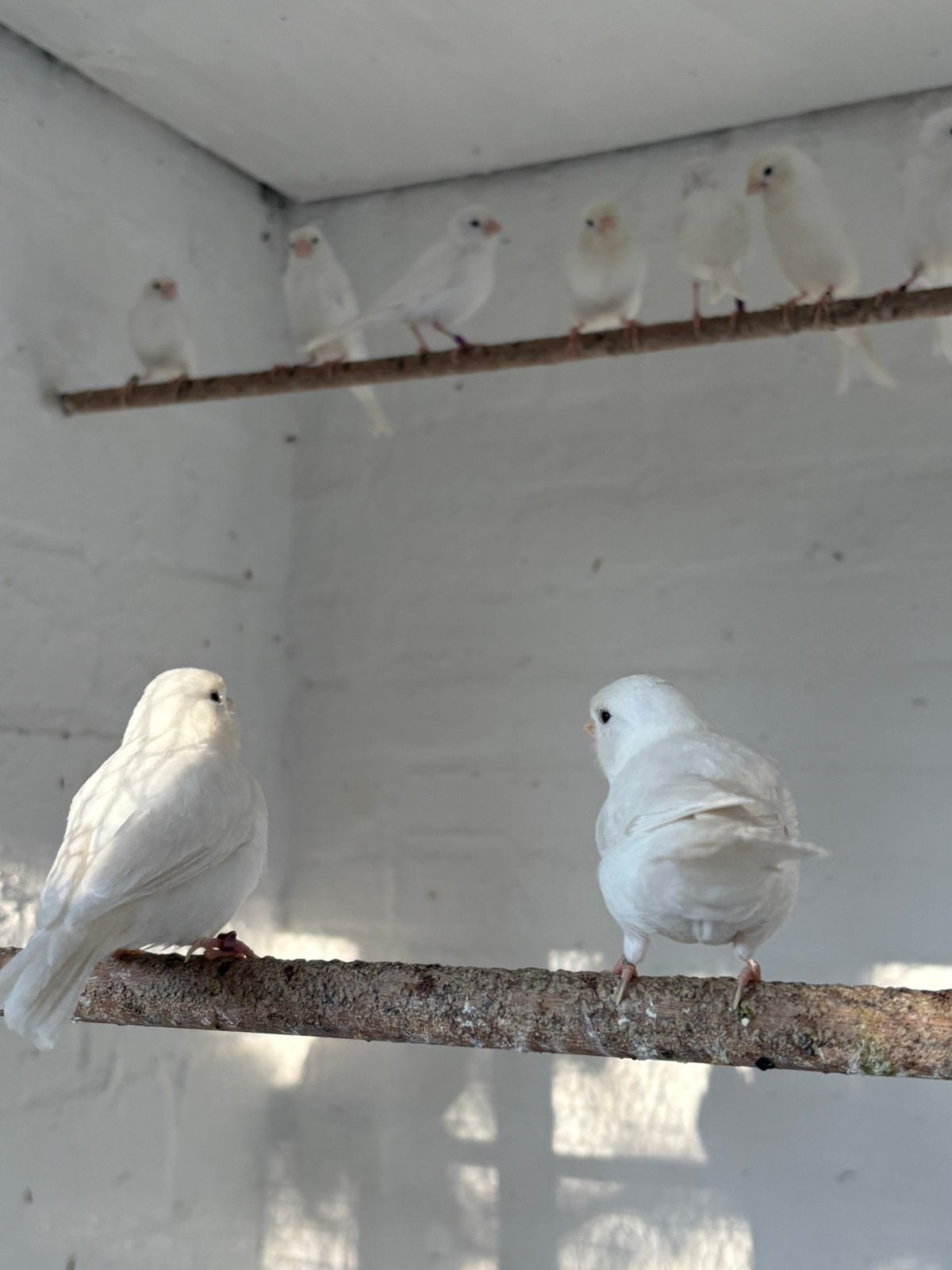 Witte kanaries, Dieren en Toebehoren, Vogels | Kanaries, Meerdere dieren, Kleurkanarie