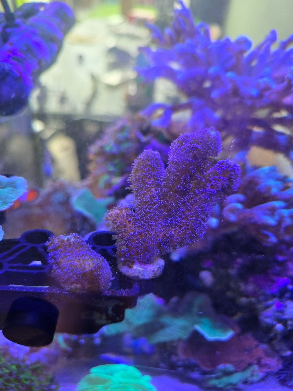 Paarse Stylophora, Dieren en Toebehoren, Vis, Zoutwatervis