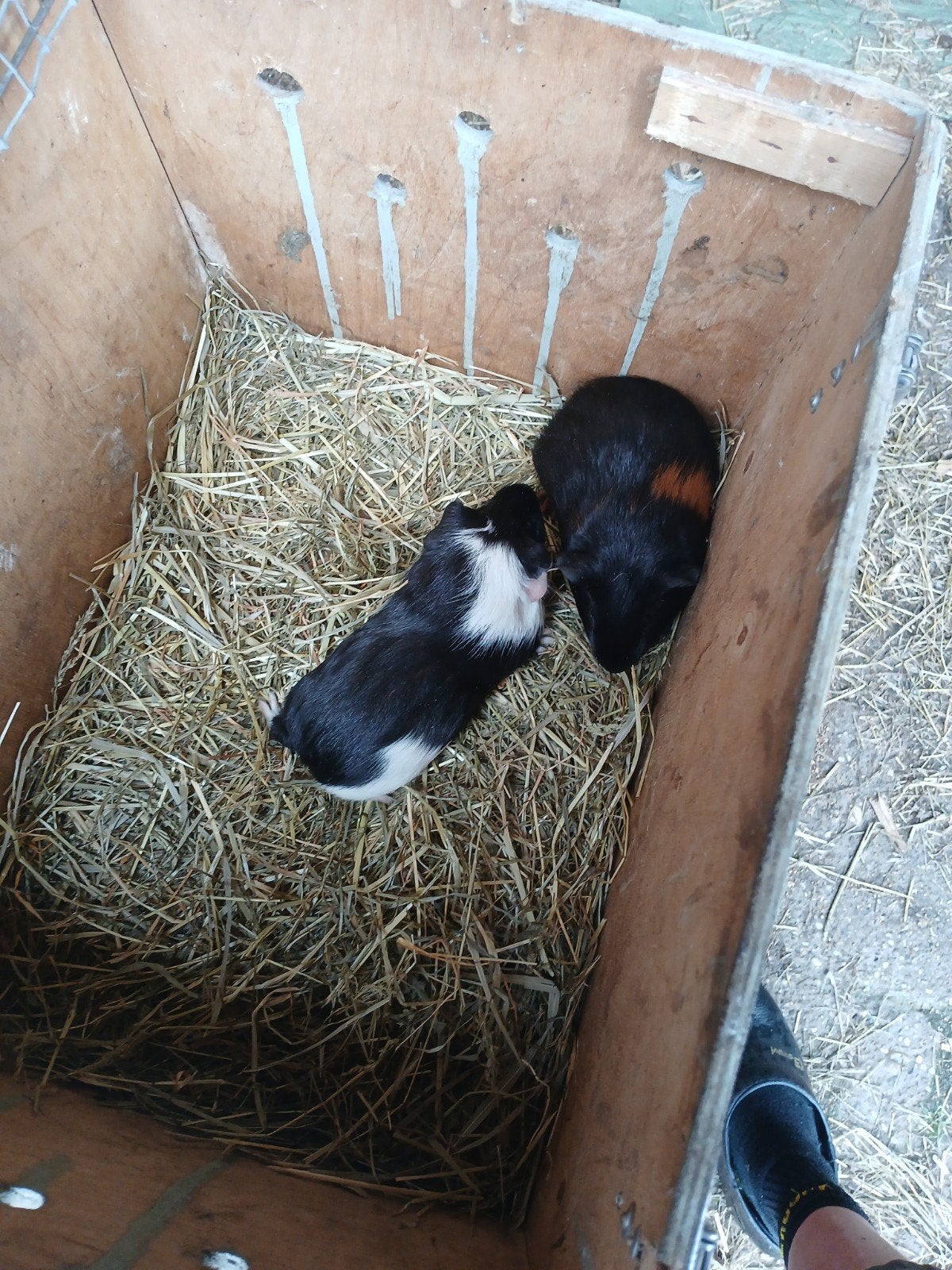 cavia, Dieren en Toebehoren, Augustus, Vrouwelijk, Cavia