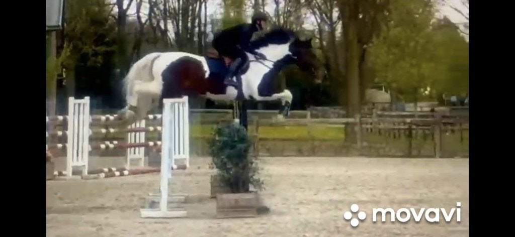 GEZOCHT springpaarden van 4 tot 13 jaar *snelle afhandeling*, Springpaard, Met stamboom, Ruin, 170 tot 175 cm
