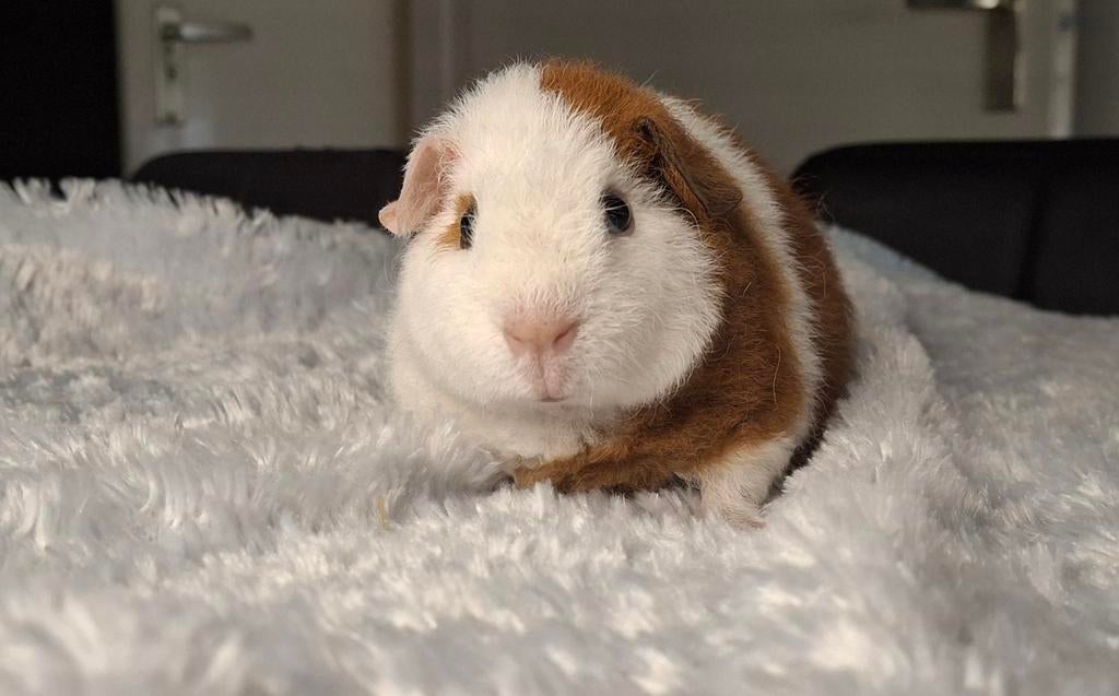 US Teddybeer, Dieren en Toebehoren, Knaagdieren, Mannelijk, Cavia, April, Tam