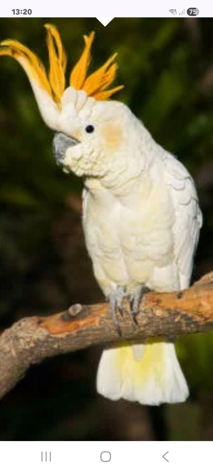 oranjekuif kaketoe, Meerdere dieren, Papegaai, Geringd