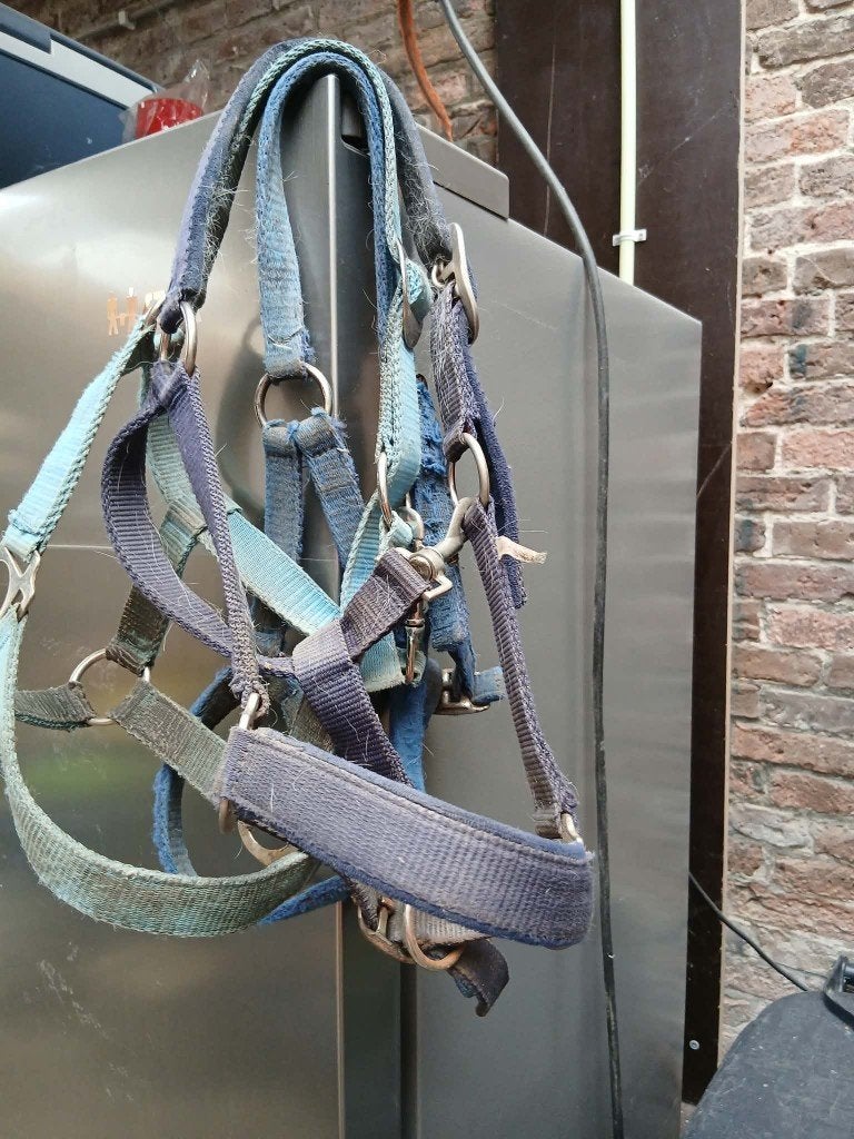 Shetlander halsters GRATIS, Dieren en Toebehoren, Ophalen, Gebruikt, Overige disciplines