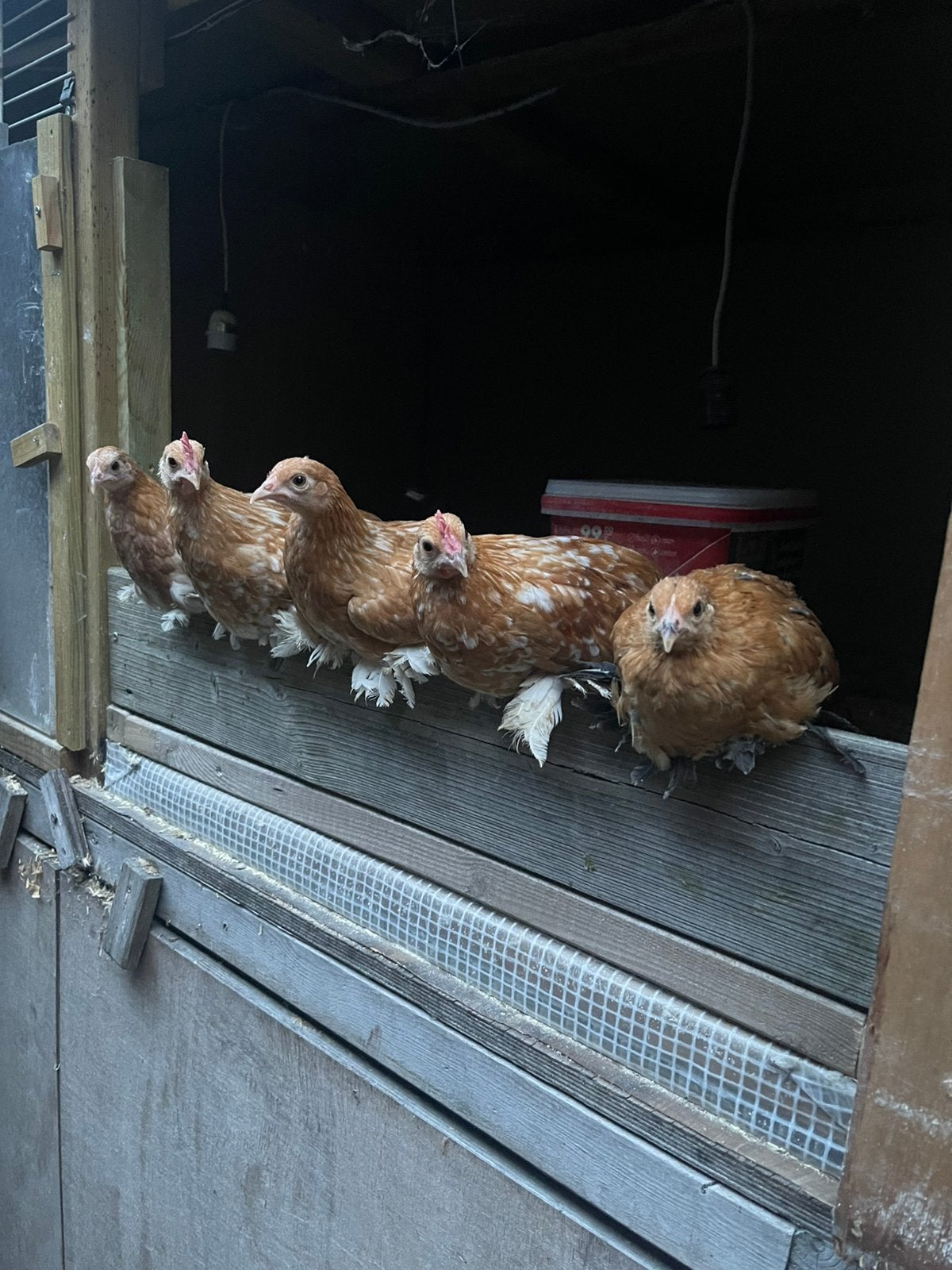 Sabelpoot krielen, Dieren en Toebehoren, Meerdere dieren, Kip