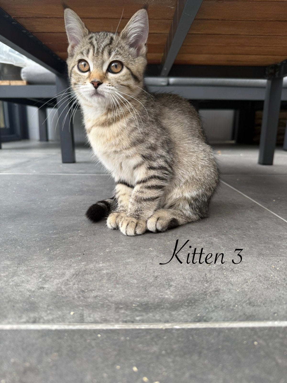 Nog 1 kitten over – kruising Britse Korthaar  Maine Coon, Dieren en Toebehoren, Poes, Kortharig, 0 tot 2 jaar