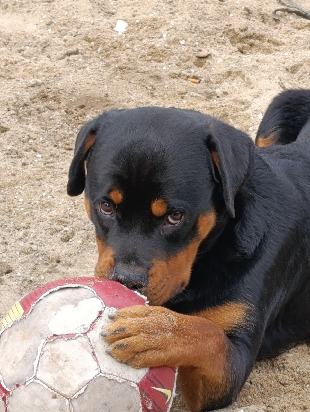 rottweiler reu, Reu, 1 tot 2 jaar, Eén hond, Rottweiler