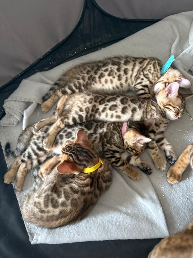 Prachtige bengaal kittens beschikbaar, Meerdere dieren