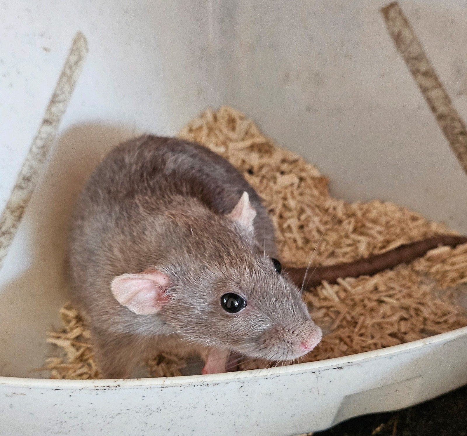 Dumbo meisjes rat, Dieren en Toebehoren, Januari, Vrouwelijk, Rat