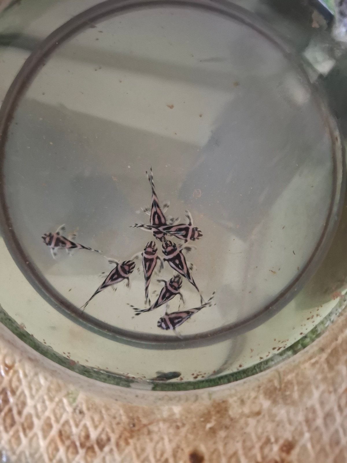 L046 jonge vissen 3-3,5cm 3 bloedlijnen, Ophalen of Verzenden