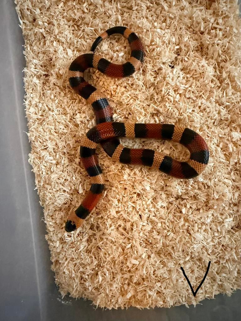 Lampropeltis triangulum campbelli “ apricot “ 0.1, 0 tot 2 jaar