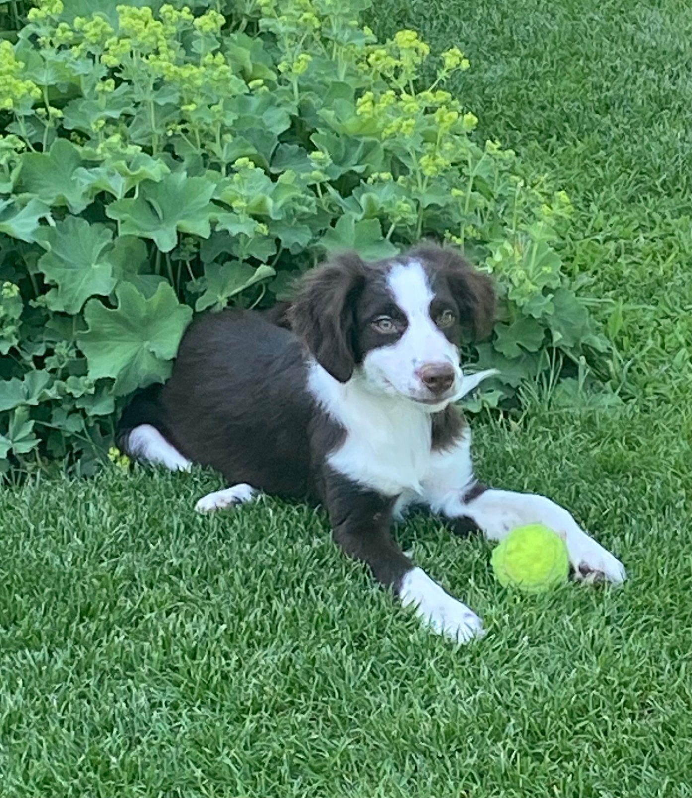 Prachtige BORDER COLLIE x FRIESE STABIJ pups, Parvo, Nederland, 8 tot 15 weken, Meerdere
