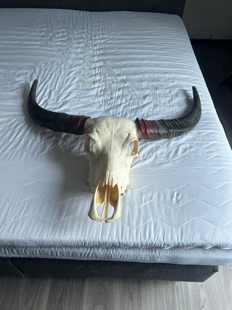 Schedel stier decoratie, Ophalen, Zo goed als nieuw