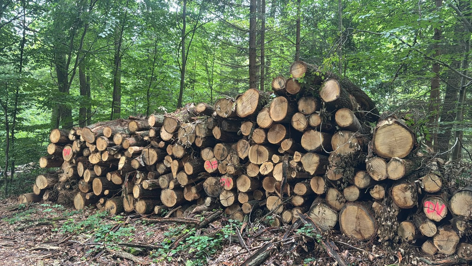 Brandhout / Rondhout te koop met bezorging!, 6 m³ of meer, Ophalen, Overige houtsoorten, Stammen