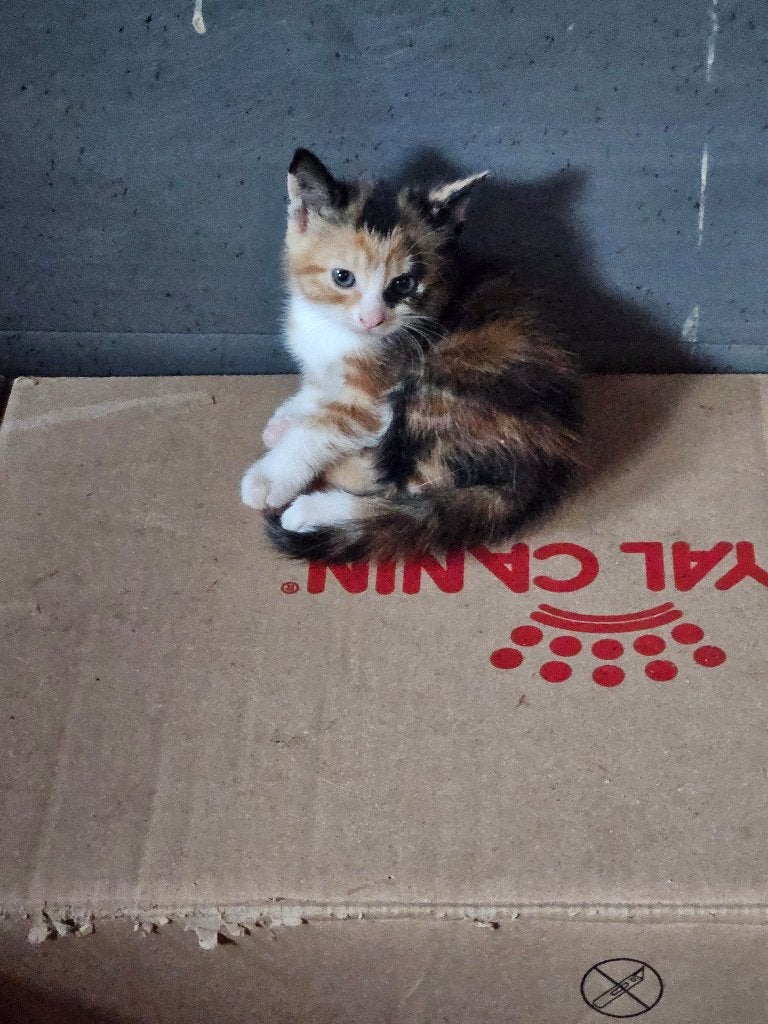 Kittens kitten poesjes katertjes, Meerdere dieren