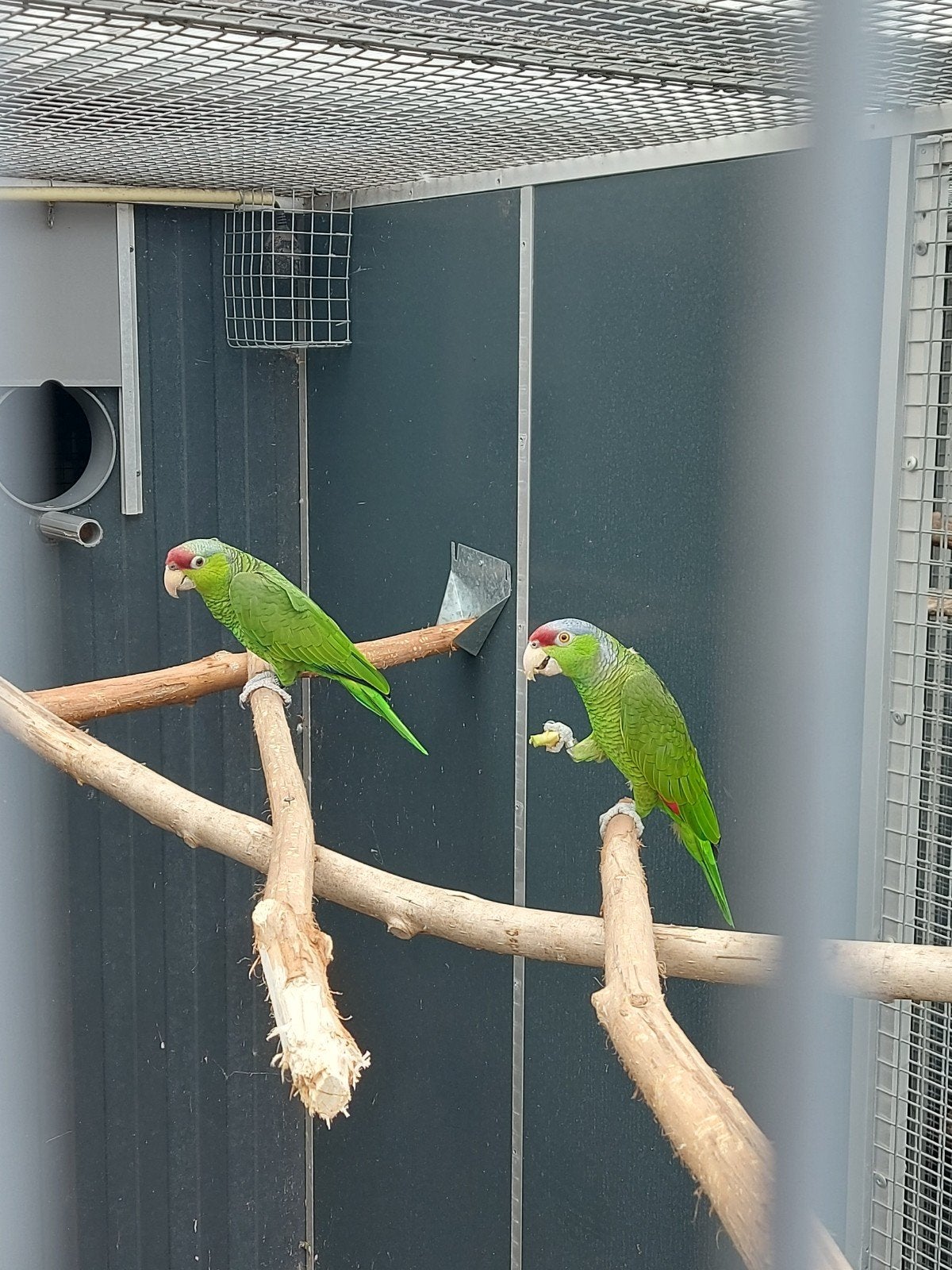 Koppel finsch amazone, Dieren en Toebehoren, Vogels | Parkieten en Papegaaien, Meerdere dieren, Papegaai, Geringd