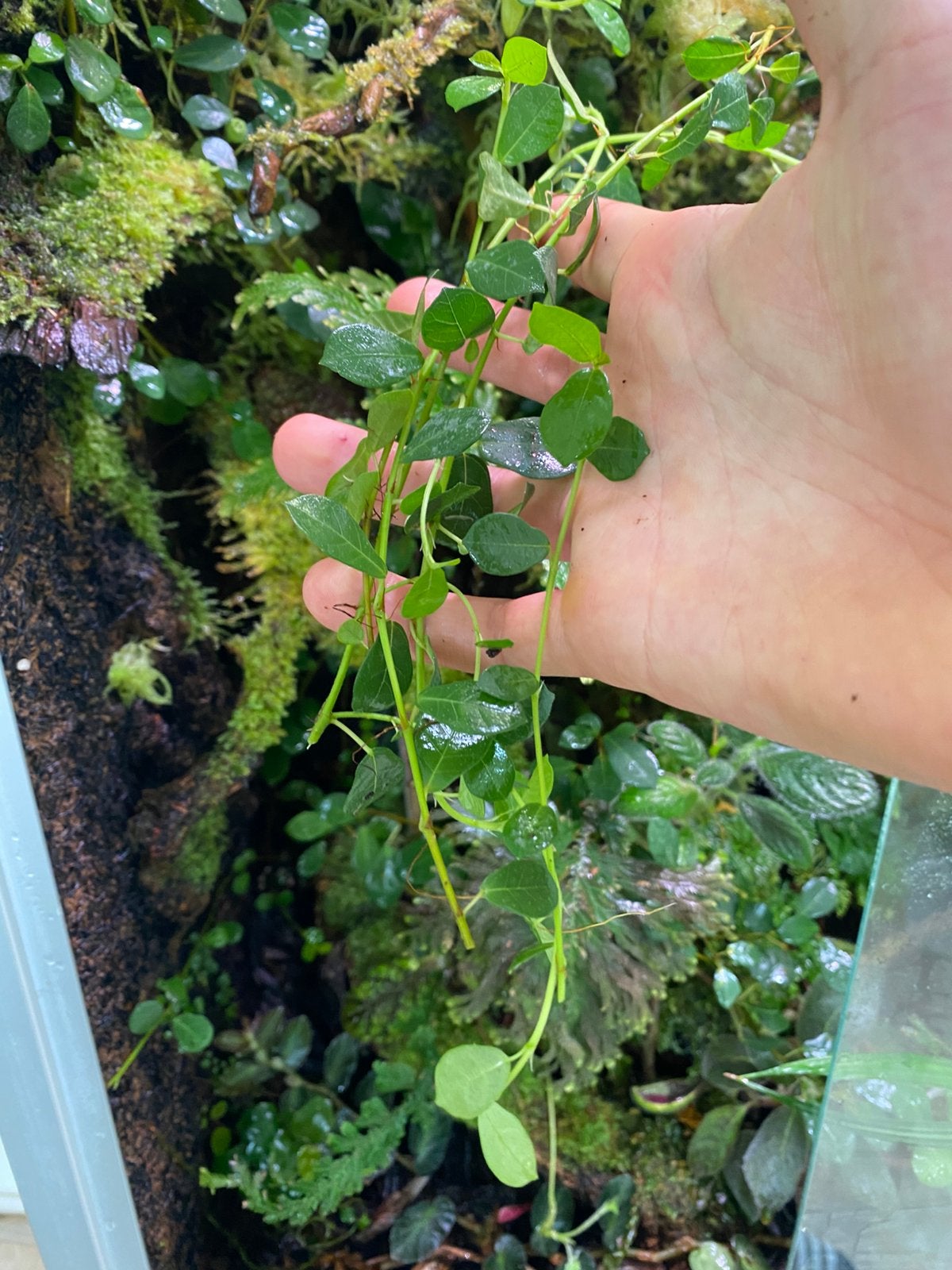 Ficus vaccinifolia - rare, Ophalen of Verzenden, Eenjarig, Overige soorten, Volle zon