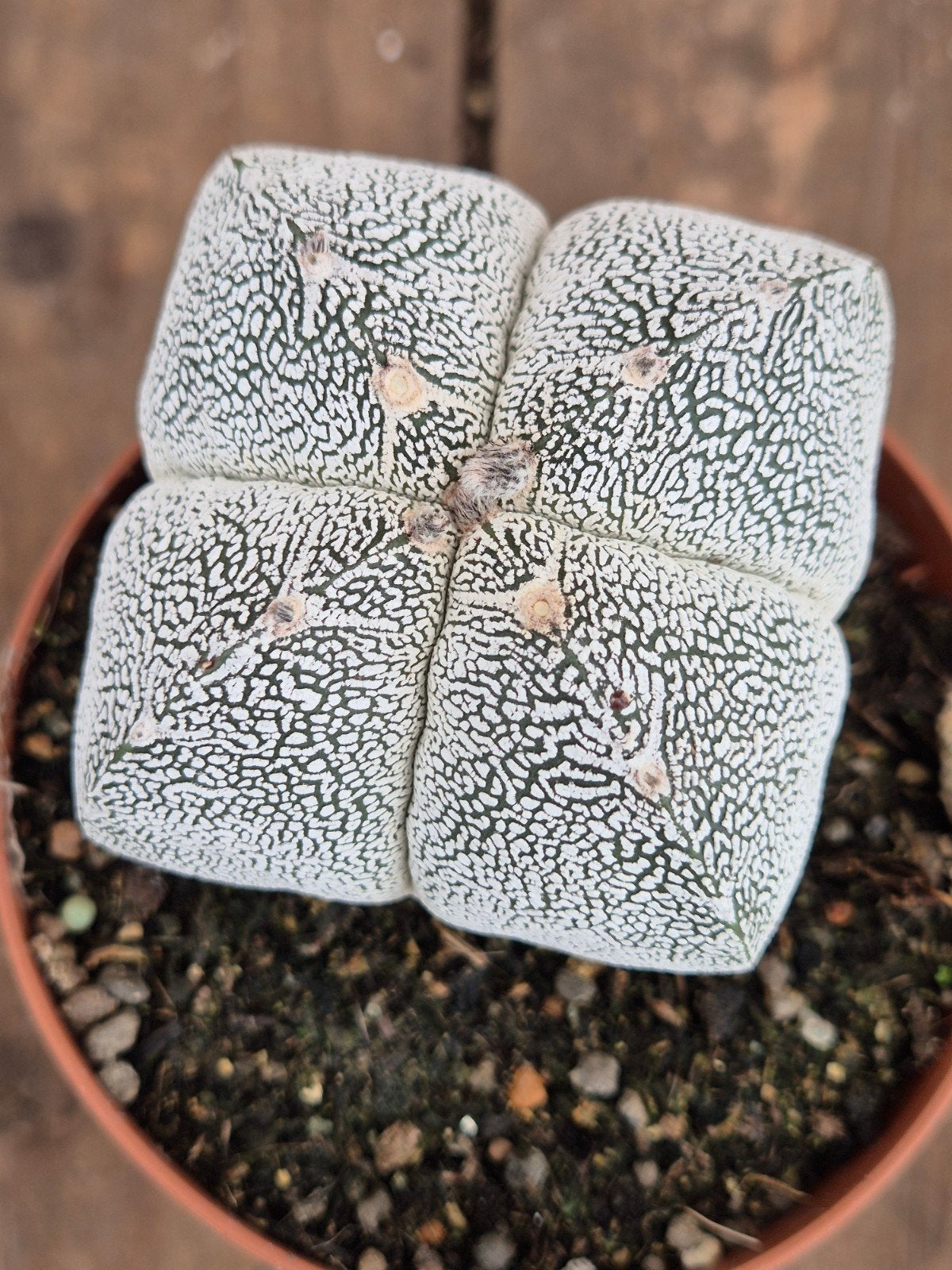 Cactus Astrophytum Myriostigma p10 (2), Ophalen of Verzenden, Cactus, Volle zon, Minder dan 100 cm