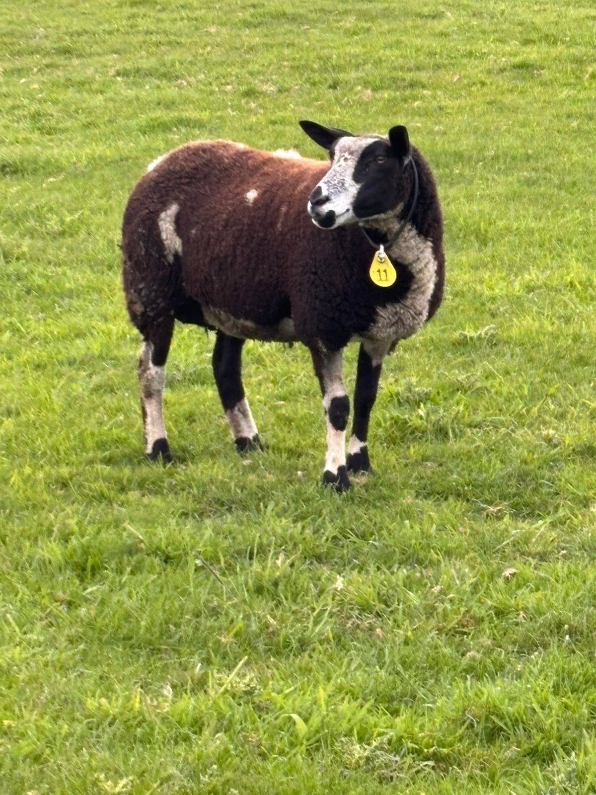 Bonte ooi met ooi lam, Dieren en Toebehoren, Vrouwelijk, Schaap