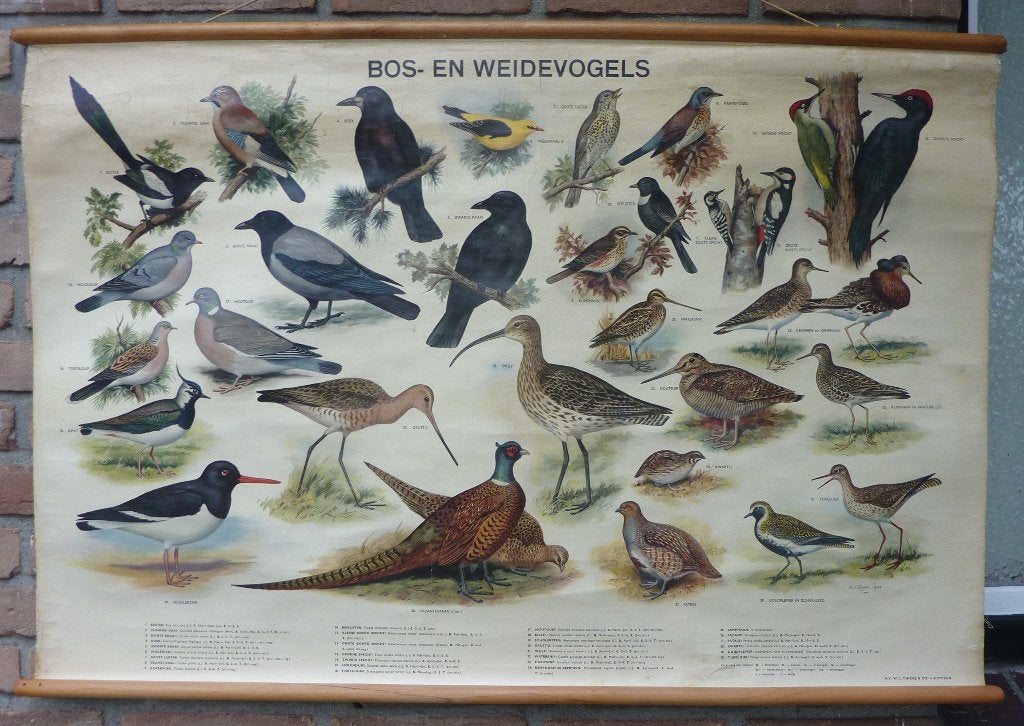 Een mooie vogel schoolplaat met de bos en weidevogels, Antiek en Kunst, Ophalen of Verzenden, Natuur en Biologie
