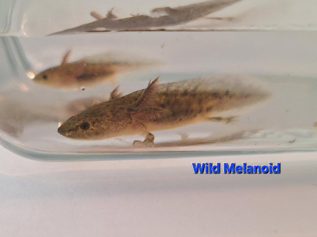 Baby axolotl. Kleur: Wild Melanoid, Dieren en Toebehoren, Amfibie, 0 tot 2 jaar
