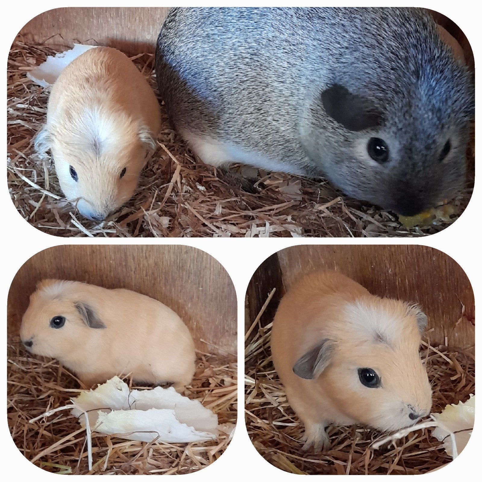 2 schattige,jonge cavia's, te reserveren,california,vervoer, Dieren en Toebehoren, Cavia, Mannelijk, Tam, September