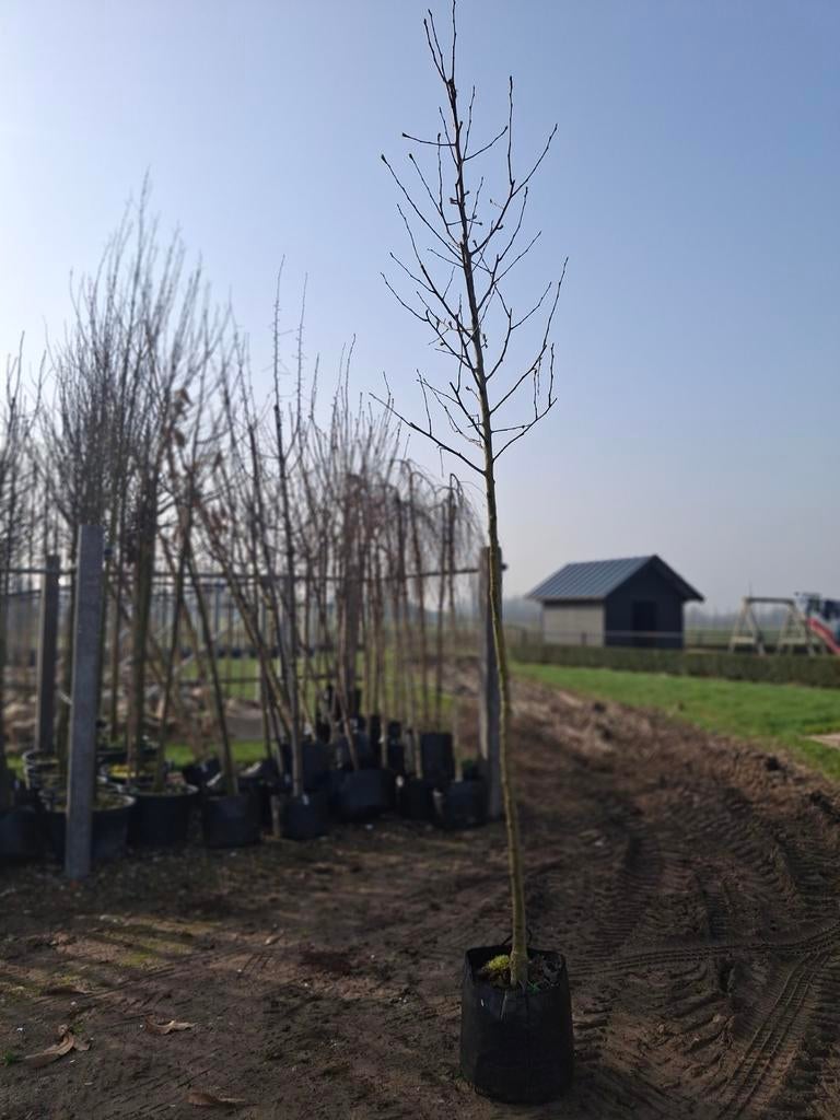 Stoofpeerboom (Pyrus Saint Remy) - Sterk groeiend, Ophalen, Herfst, Halfschaduw, 100 tot 250 cm