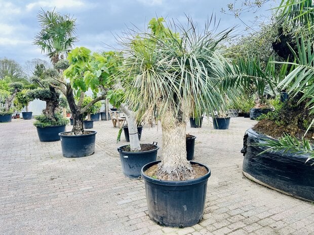 Palmboom - Yucca Rostrata - Stamhoogte 120 cm, Tuin en Terras, Planten | Bomen, Ophalen of Verzenden, 100 tot 250 cm, Zomer, Palmboom
