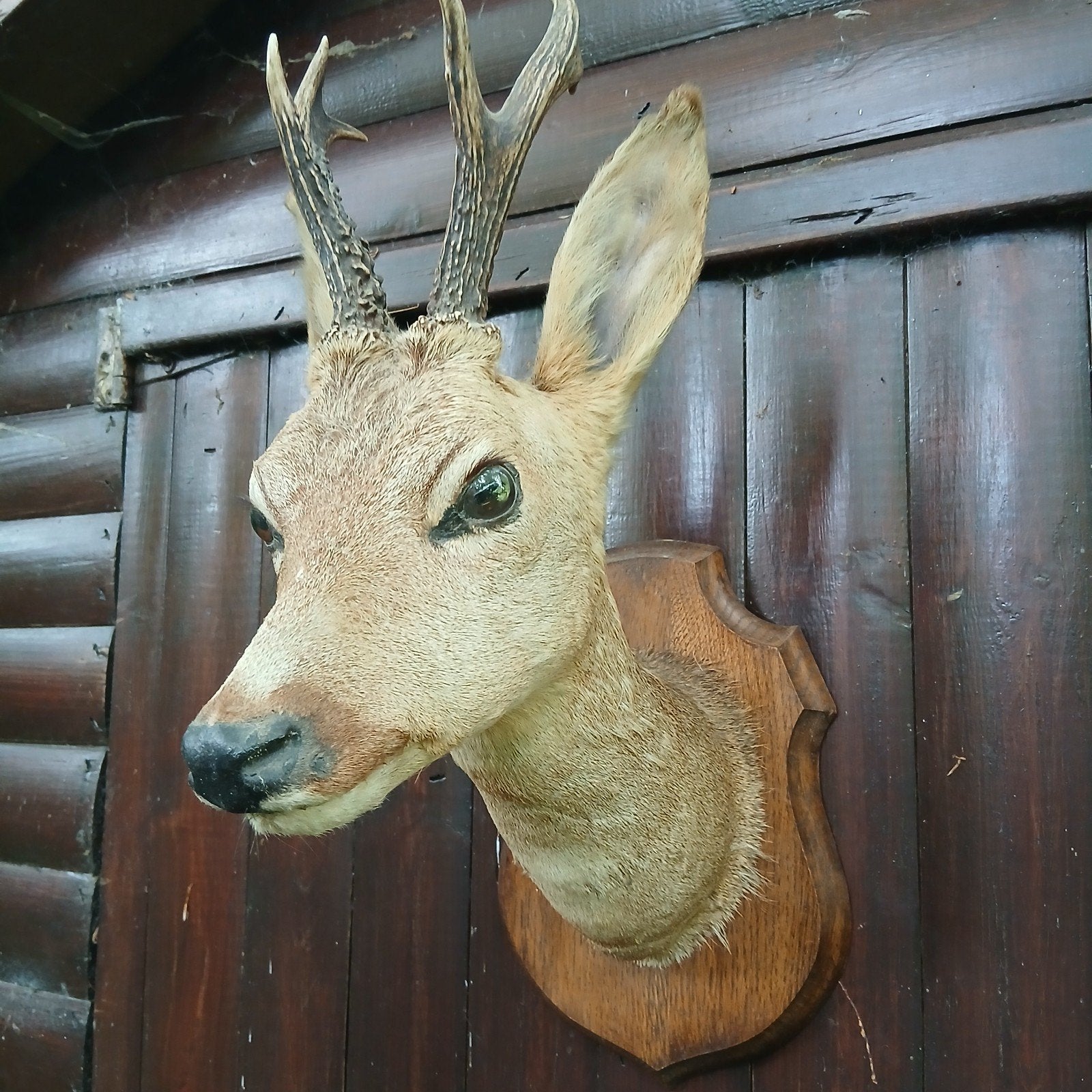 Opgezette hertenkop  met gewei op eiken wandbord, Ophalen of Verzenden, Hert, Gewei of Kop
