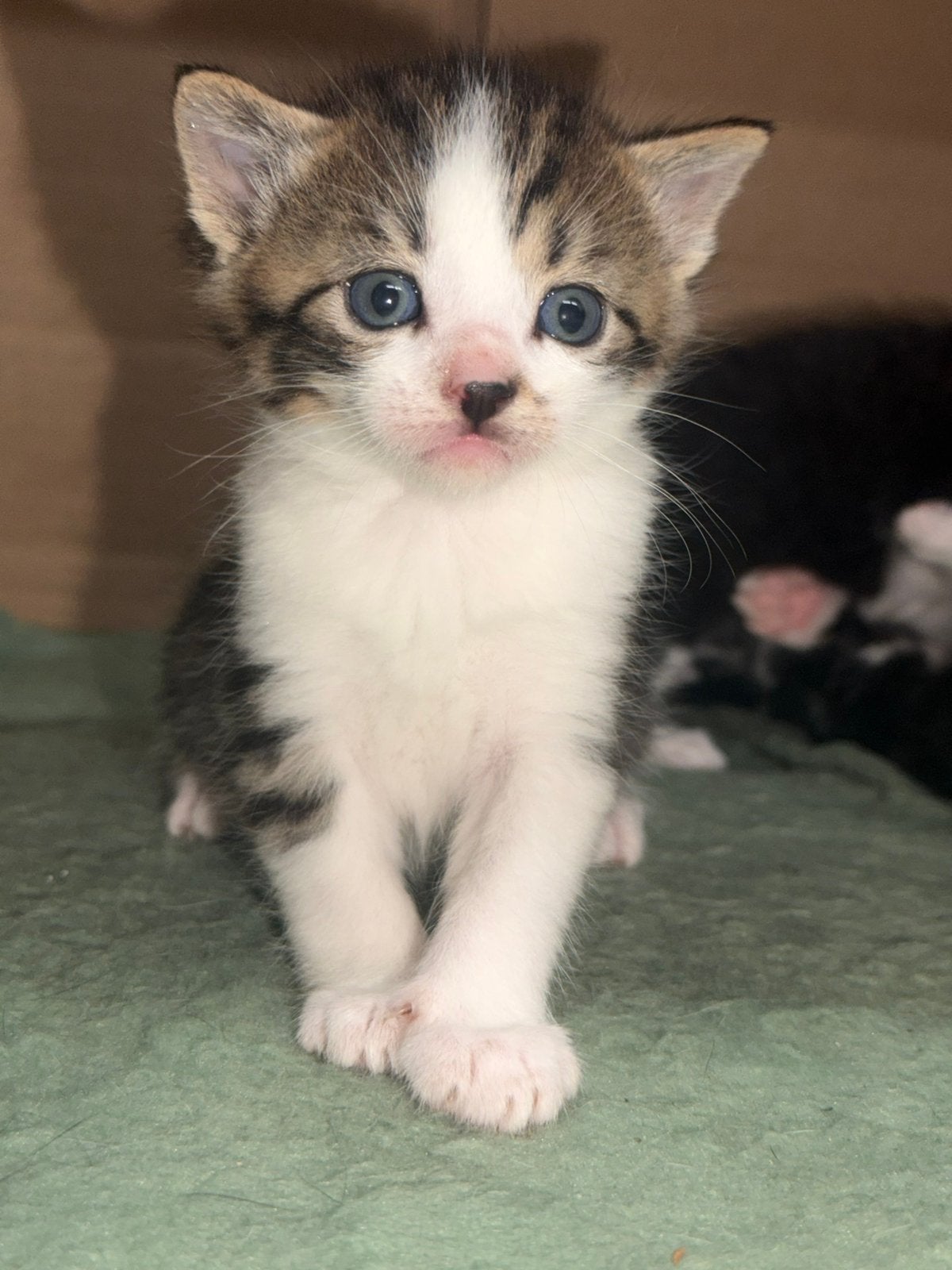 Boerderij Kittens, Meerdere dieren