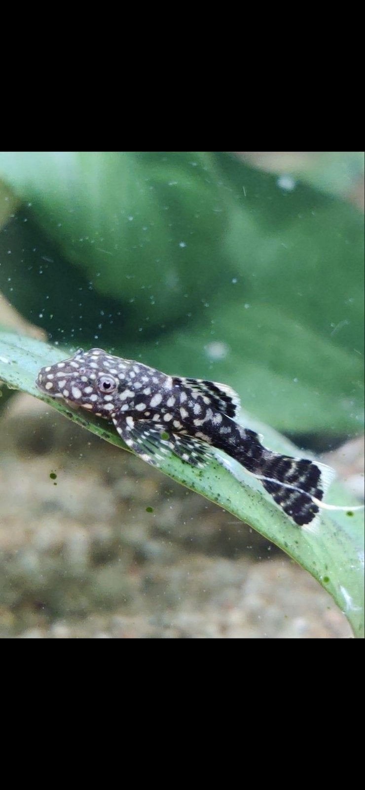 Jonge Ancistrus, Vis