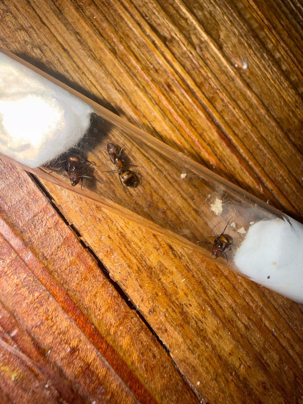 Camponotus nicobarensis mieren 3 koninginnen, Dieren en Toebehoren, Mieren