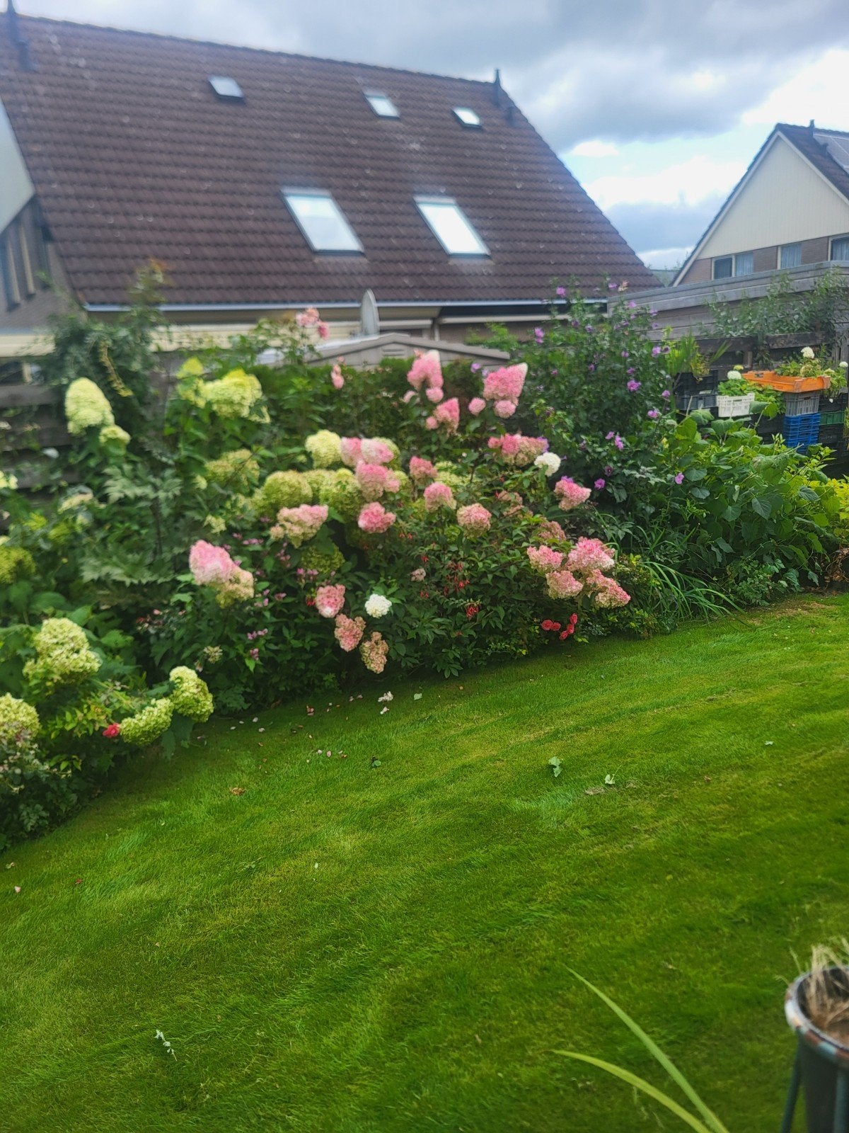 vanille fraise, Ophalen, Struik, Minder dan 100 cm