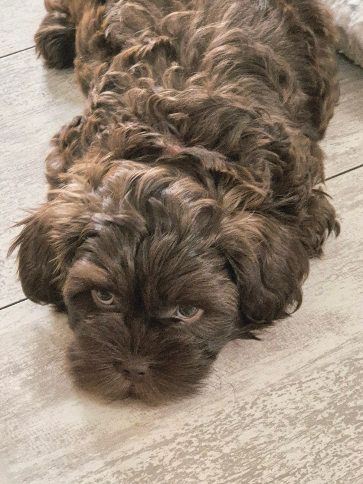 mini ❣️Doodles- lees info- ons knapzakje staat klaar!, Dieren en Toebehoren, Honden | Chihuahua's en Gezelschapshonden, Parvo