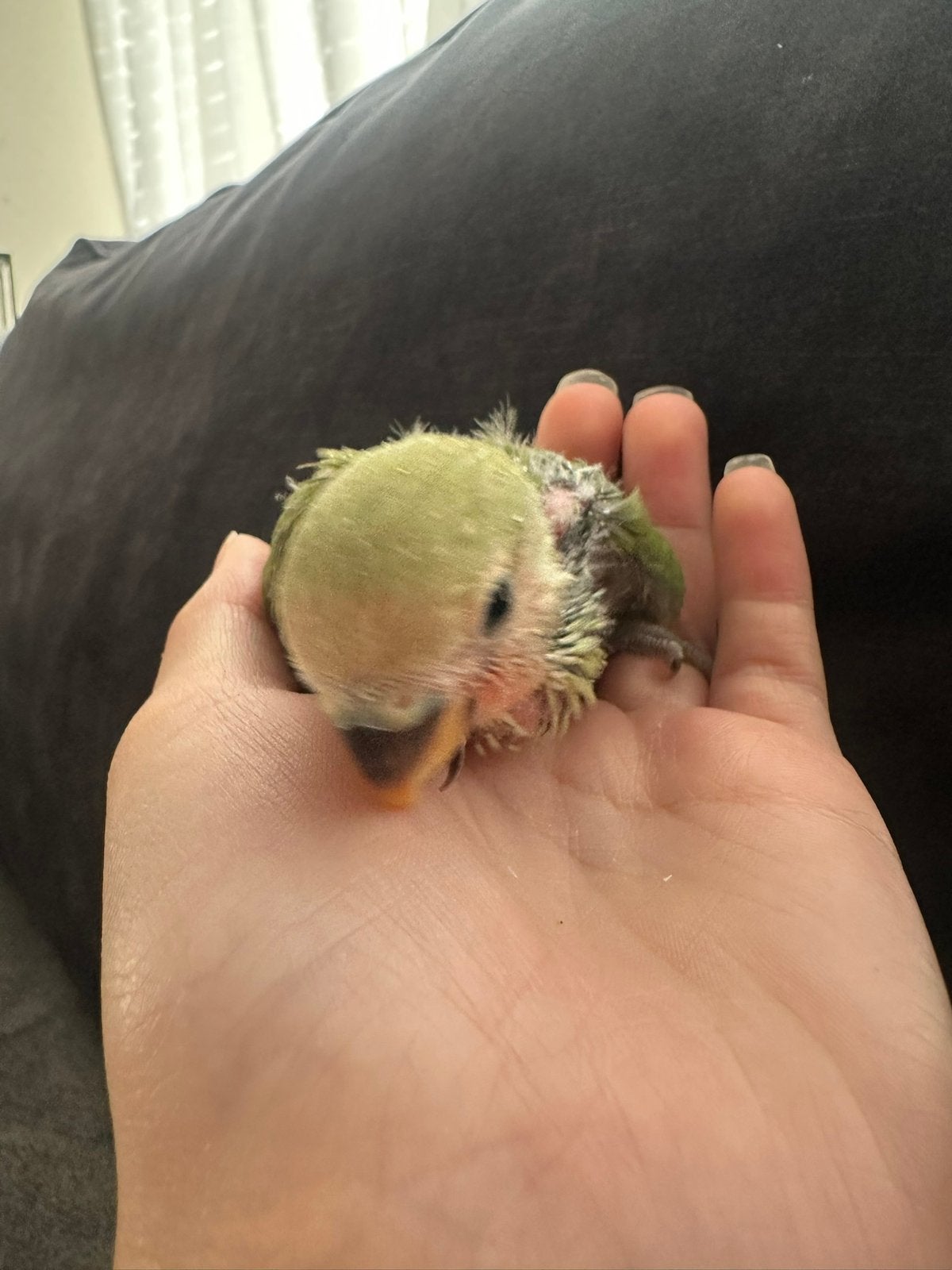 🦜 Lieve tamme jonge Agapornis te reserveren!, Geslacht onbekend, Dwergpapegaai of Agapornis, Tam
