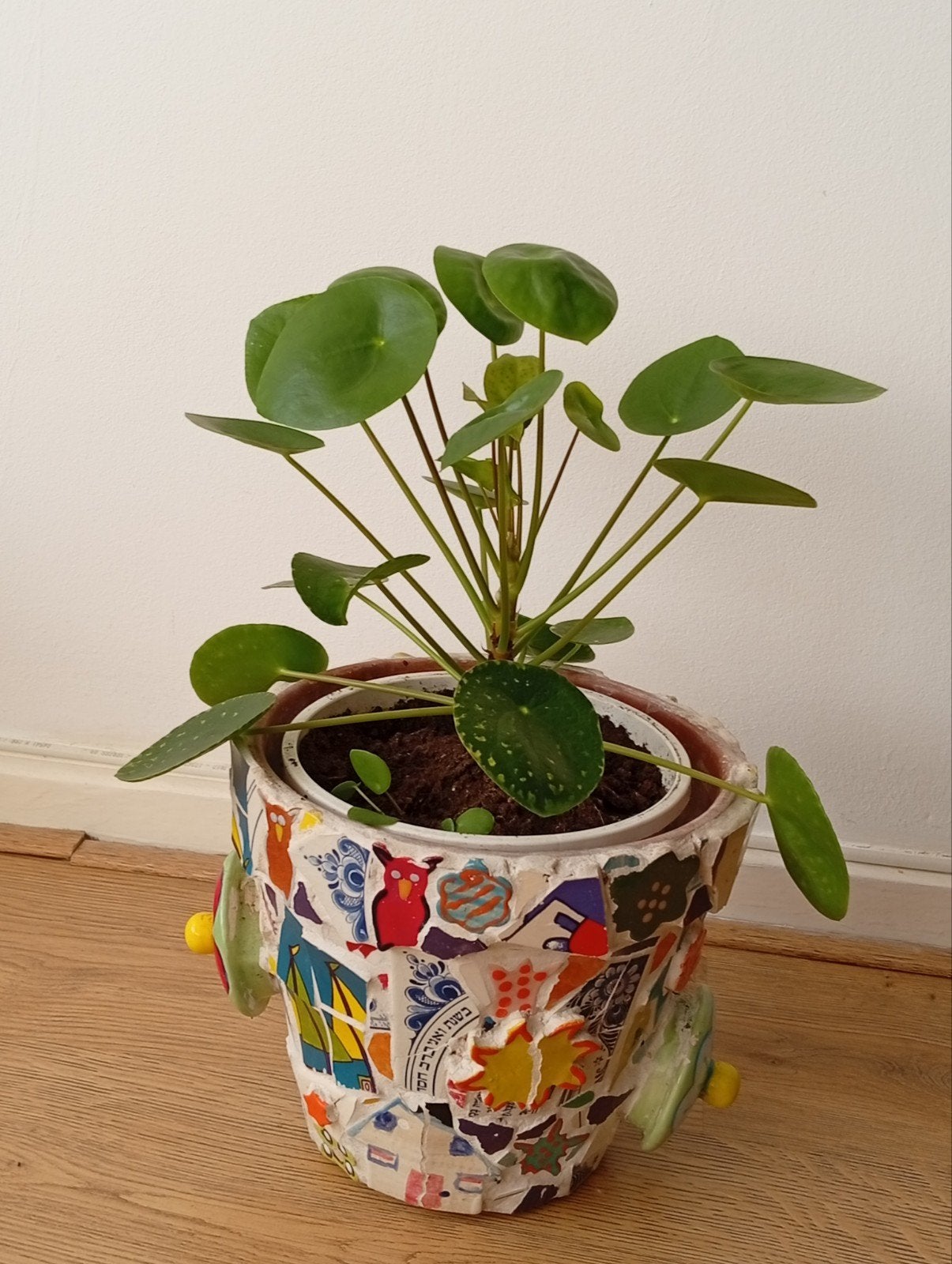 Grote pannenkoek plant., Ophalen of Verzenden, Rond, Aardewerk, Minder dan 25 cm