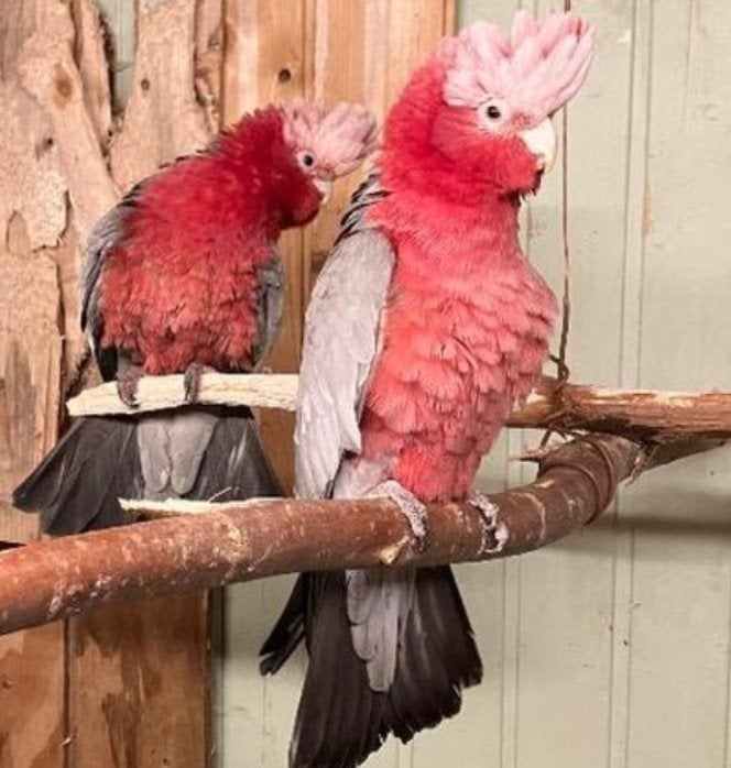 Verschillende Rosé kakatoes koppels  en handtam, Dieren en Toebehoren, Vogels | Parkieten en Papegaaien, Papegaai, Meerdere dieren