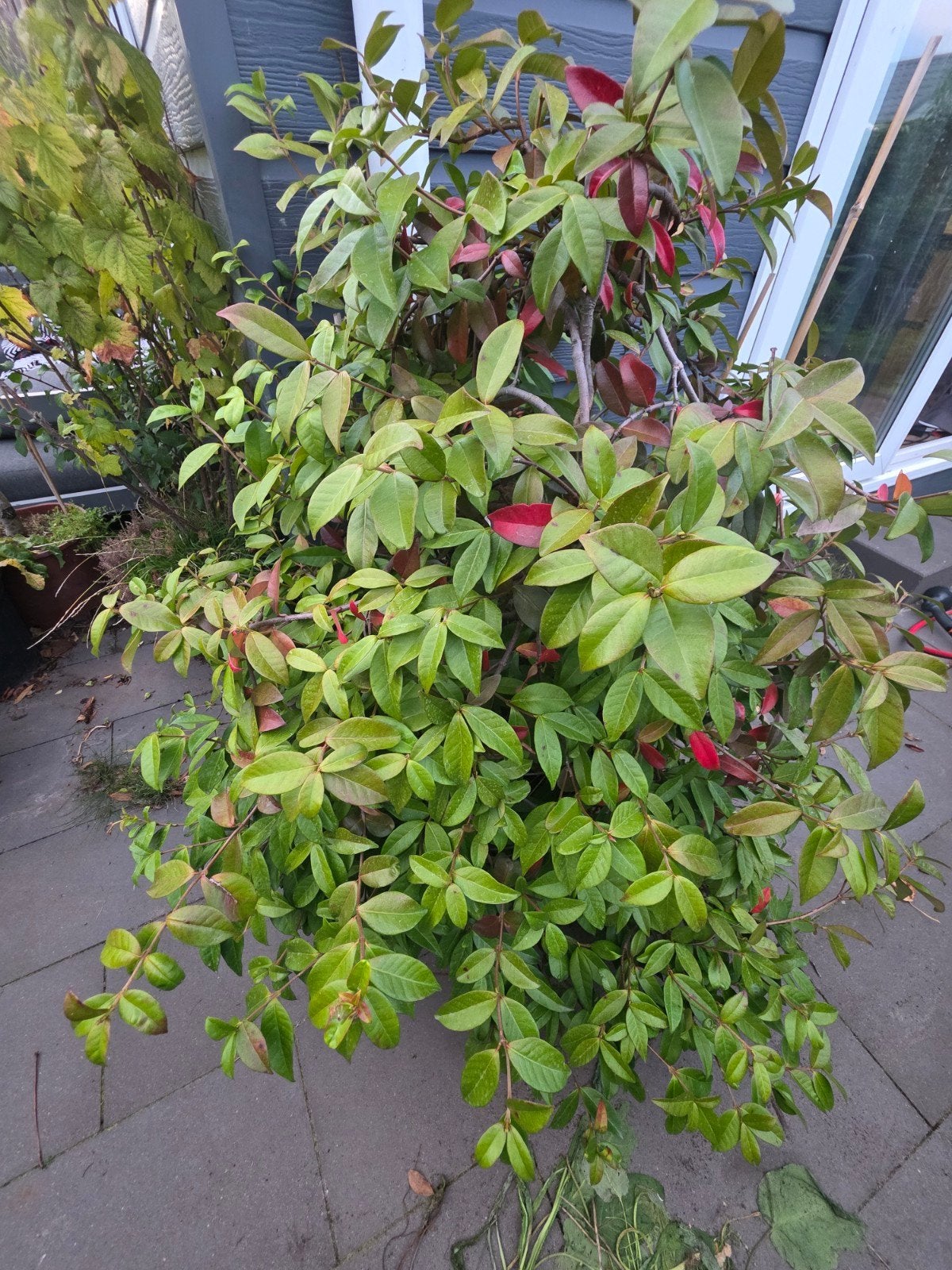 Grote Toscaanse Jasmijn 180cm hoog, volle struik in 120L pot, Ophalen of Verzenden