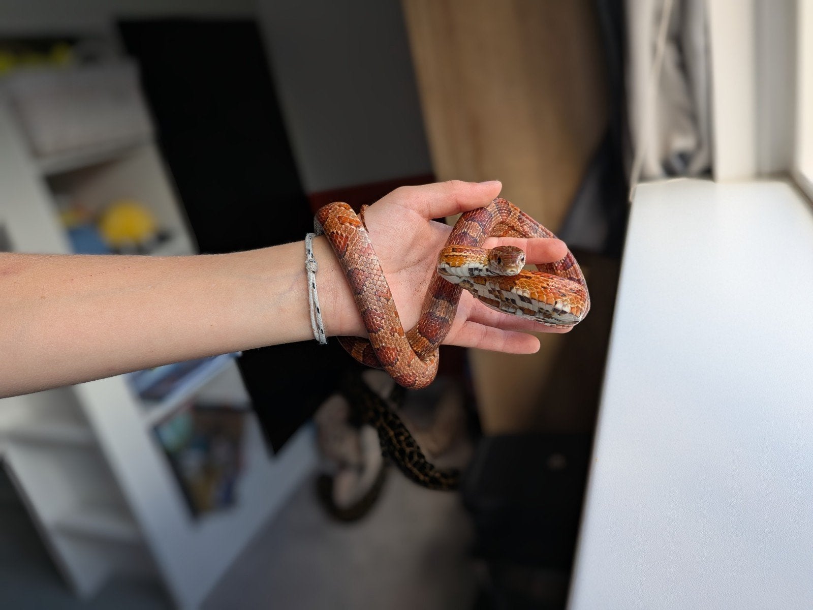 Hele mooie rattenslang van net 1 jaar oud Rat Snake photo 3