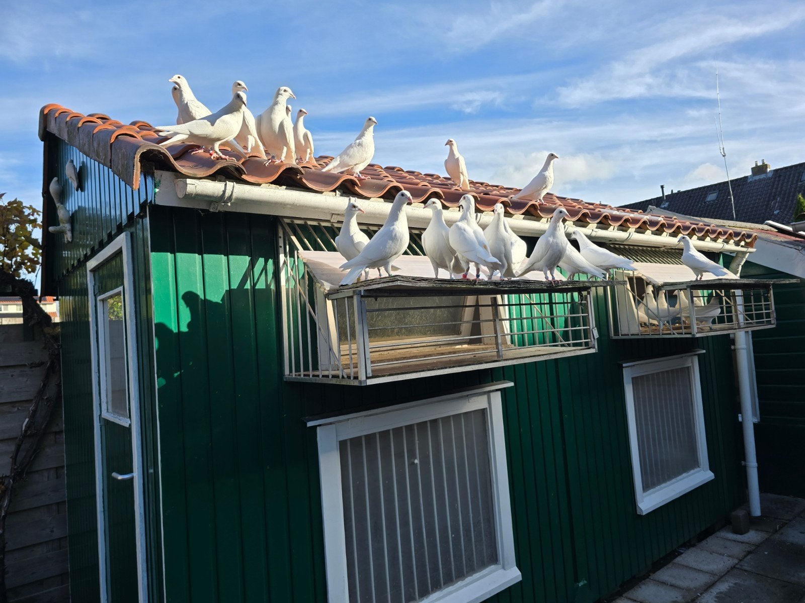 Te koop koppels witte oude duiven!, Dieren en Toebehoren, Meerdere dieren, Postduif