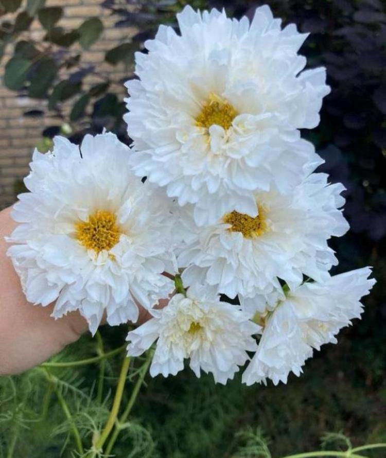 Cosmea Double Dutch White plantjes - nog 5 potjes, Tuin en Terras, Planten | Tuinplanten, Eenjarig, Overige soorten, Volle zon