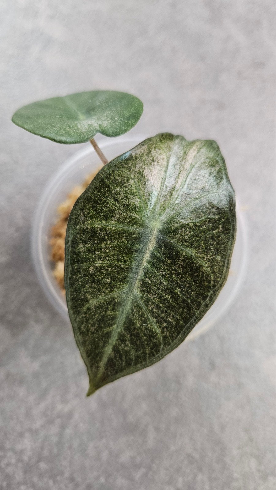 Alocasia 'Pink Dragon' Stardust Variegata, Ophalen of Verzenden, Halfschaduw, Minder dan 100 cm