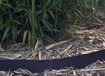 Wortelbegrenzer of Rhizoombegrenzer voor bamboe planten., Overige soorten, Vaste plant, Ophalen of Verzenden, Bloeit niet