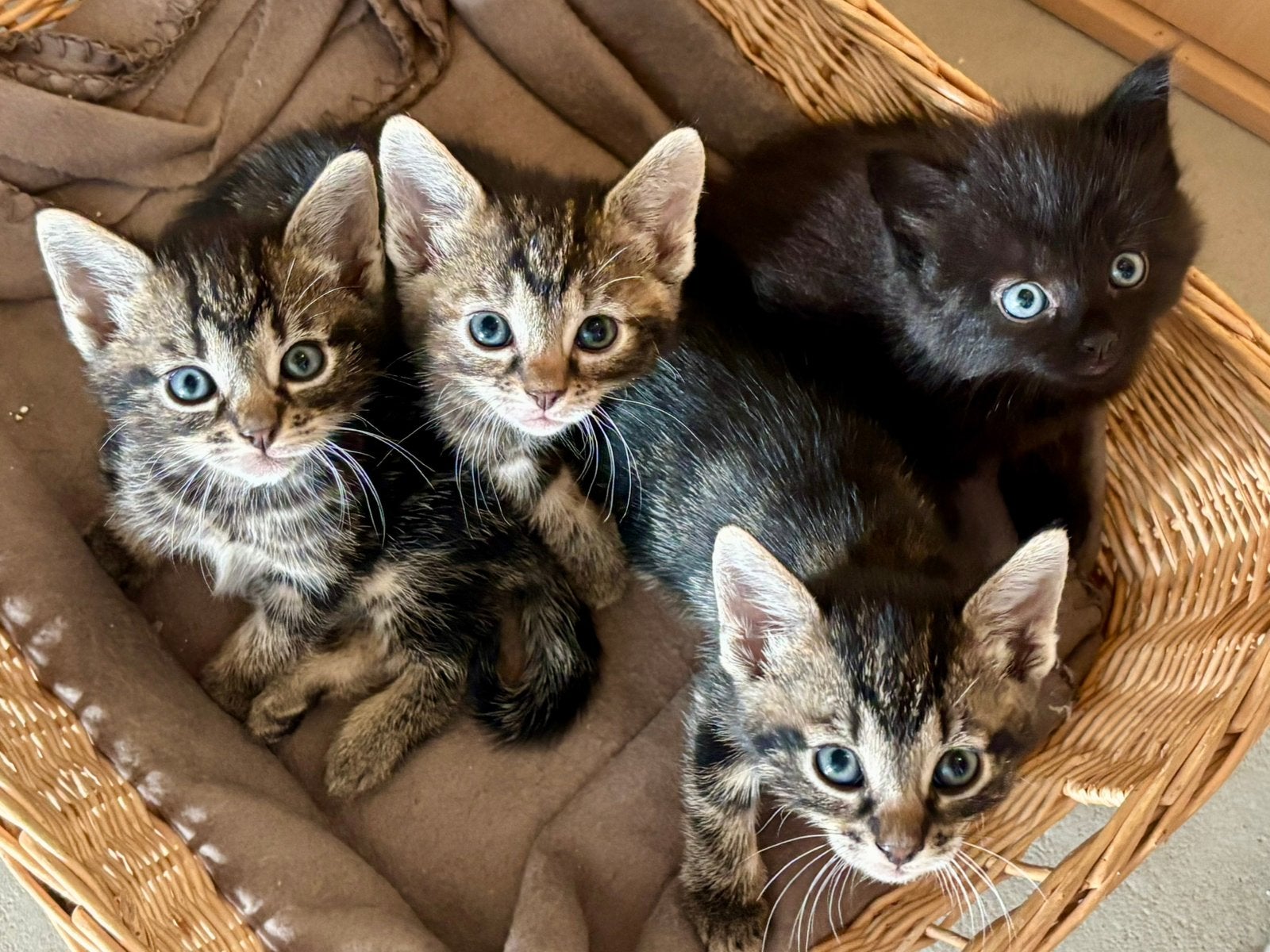 Nog één lieve boerderij kitten te koop, Meerdere dieren