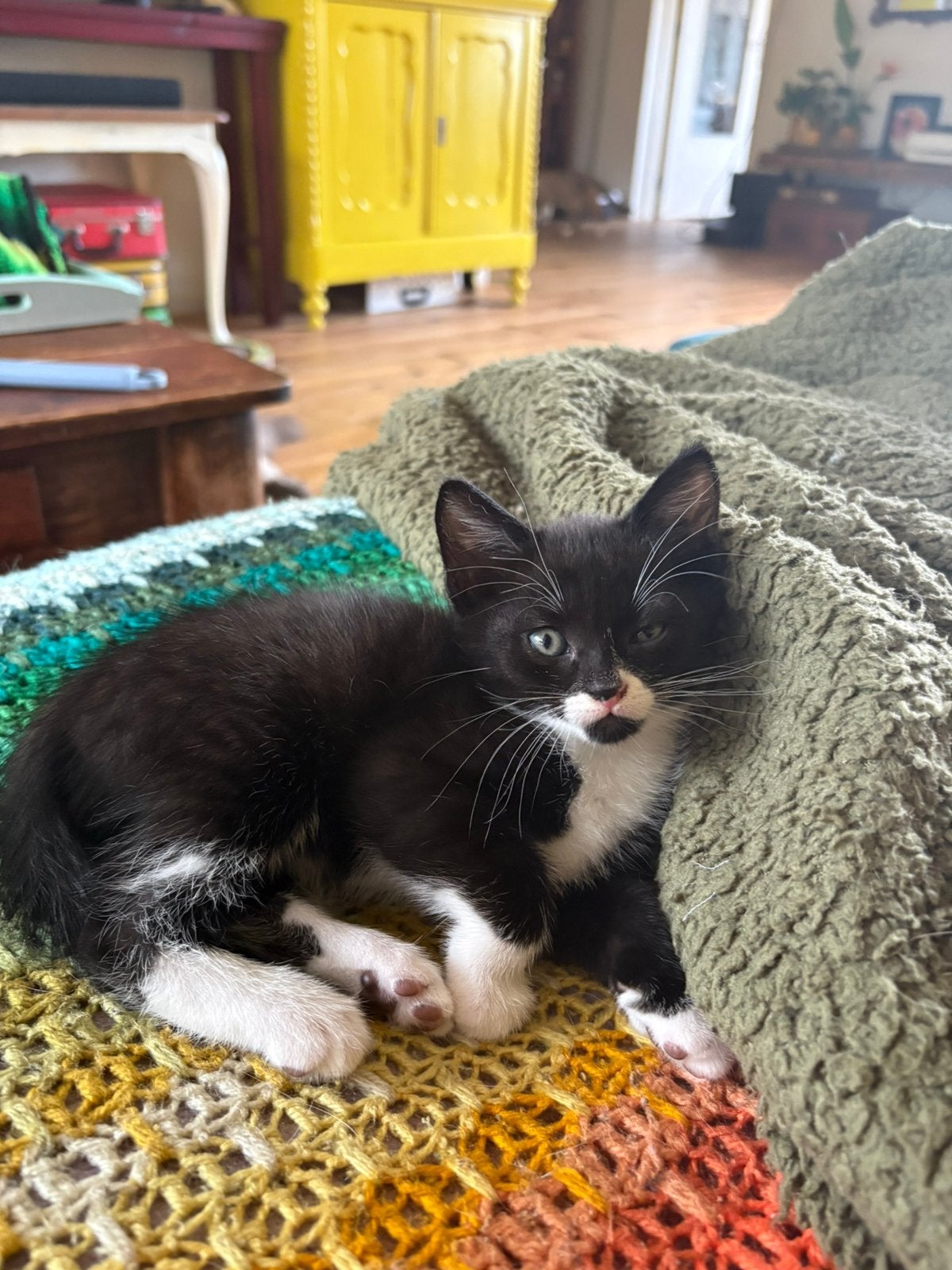 Kittens, Dieren en Toebehoren, Katten en Kittens | Overige Katten, Meerdere dieren