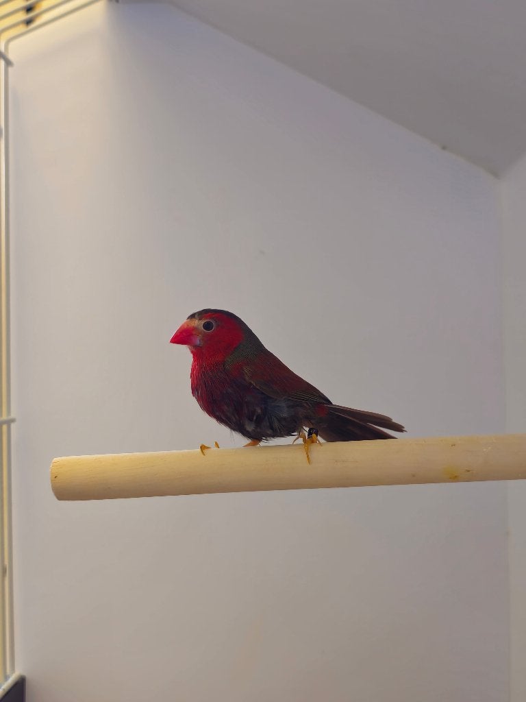 Zonastrilde | Man | 2025 | Volledig op kleur, Mannelijk, Tropenvogel, Geringd