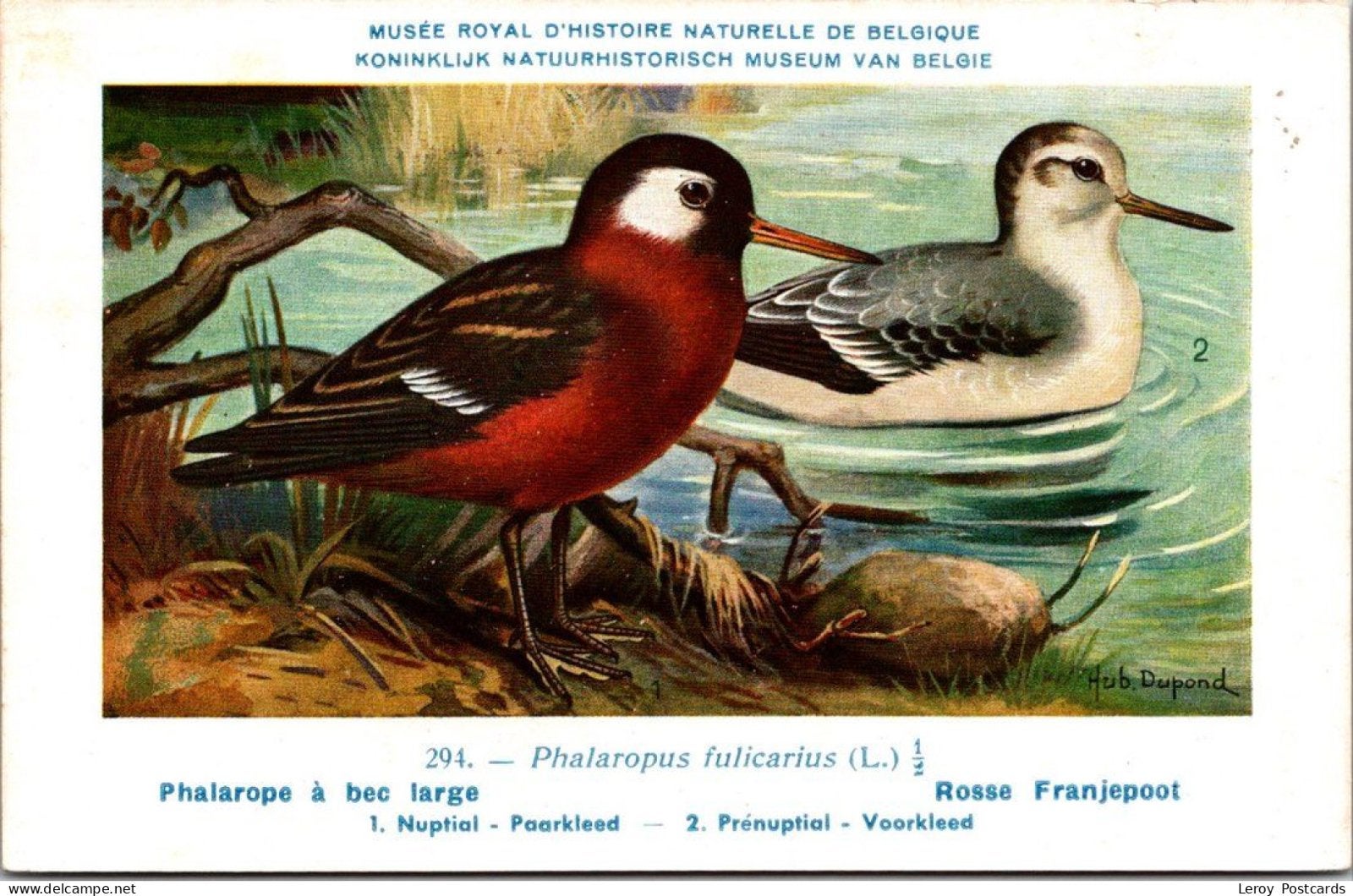 Rosse Franjepoot / Red-necked Phalarope – Nº 294, Verzenden, 1940 tot 1960, Ongelopen, Vogel