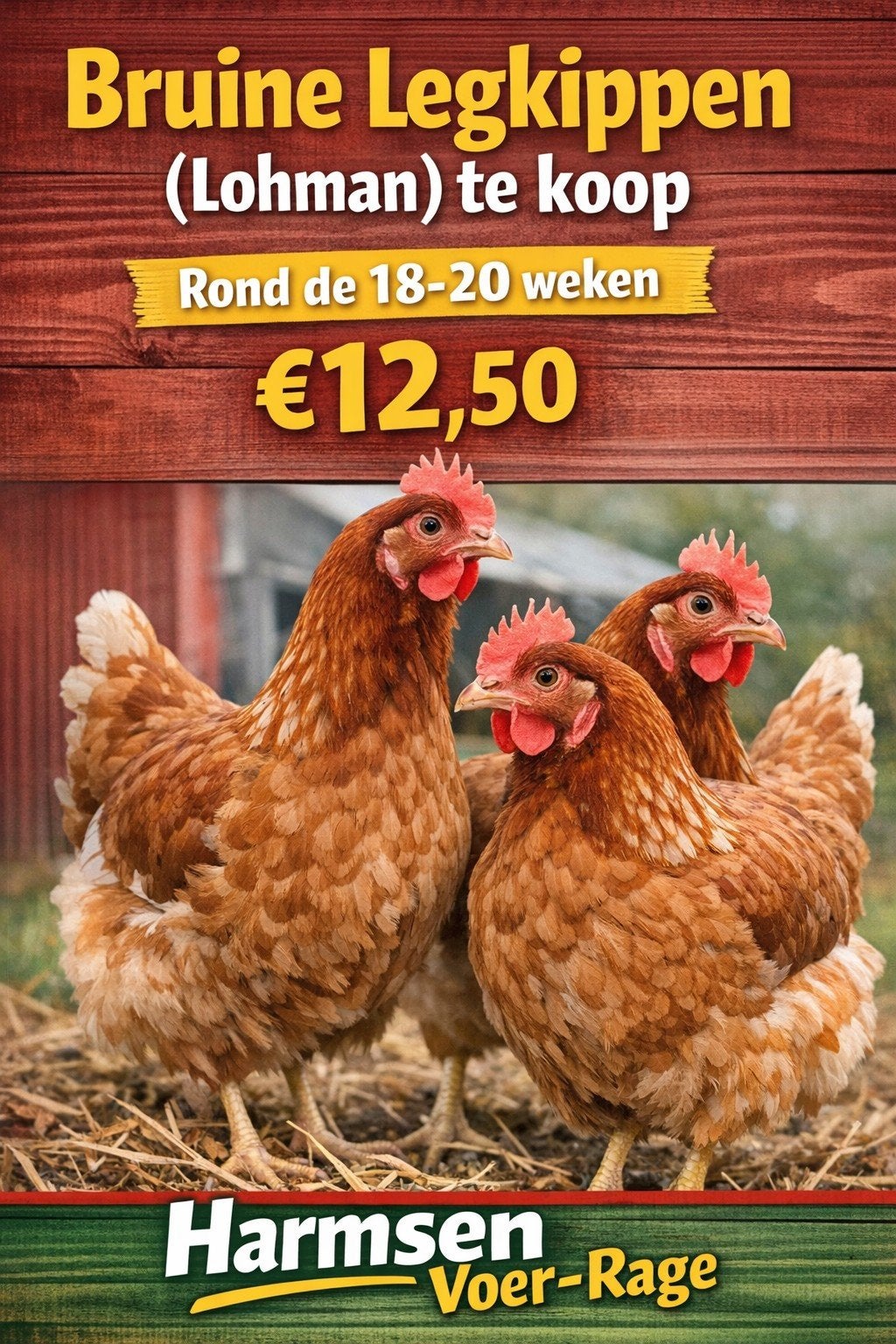 Lohman bruine legkip, Dieren en Toebehoren, Vrouwelijk, Kip