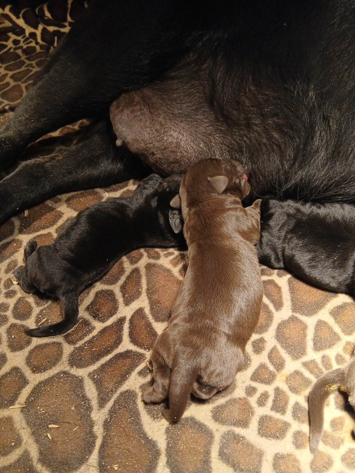 labrador pups, 8 tot 15 weken, Meerdere, Meerdere dieren, Klein