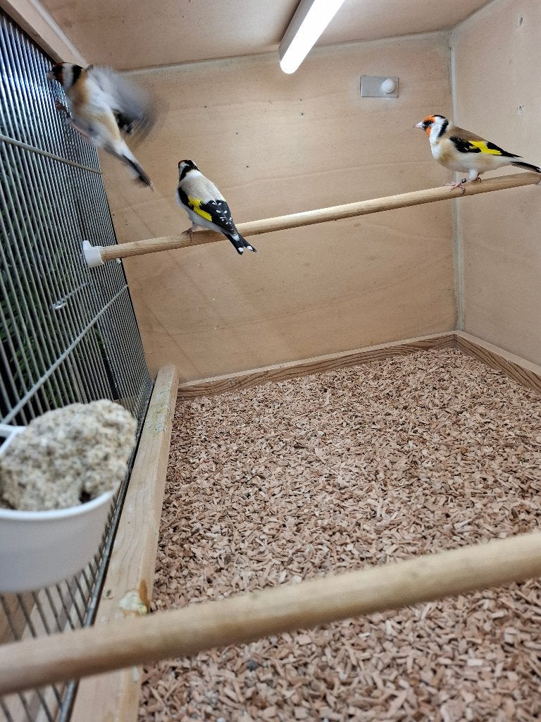 Vogels, Mannelijk, Wildzangvogel, Geringd