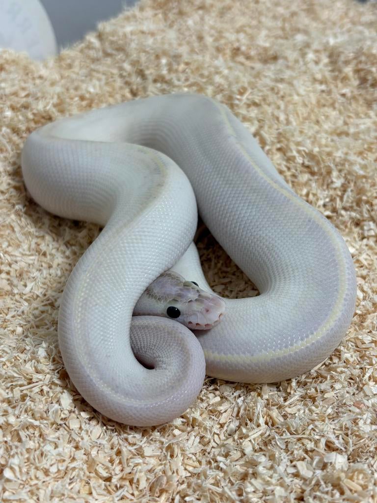 0.1 Ivory het Pied ball python regius te koop Ball Python - male for sale from RPM
